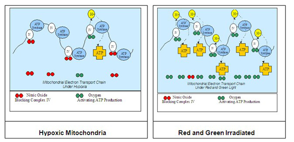 Hypoxic Mitochondria and Red and Green Irradiated